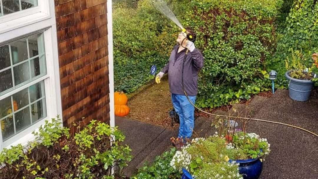 Person watering hedges and plants in a residential garden with pumpkins visible